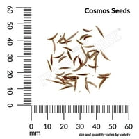Фери-Морз 300 мг Космос Заслеплер годишни цветни семена пълно слънце