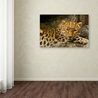 Търговска марка изобразително изкуство 'Денвър зоопарк снежен леопард' платно изкуство от Майк Джоунс снимка